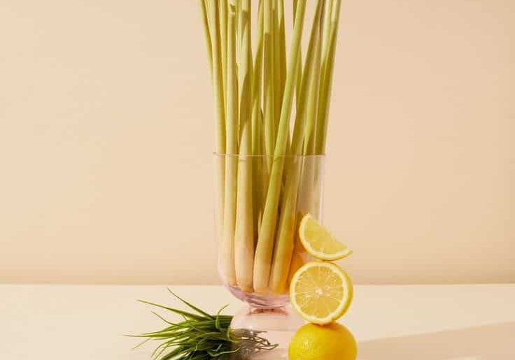 bougie et recharge citronnelle
