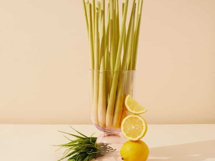 bougie et recharge citronnelle