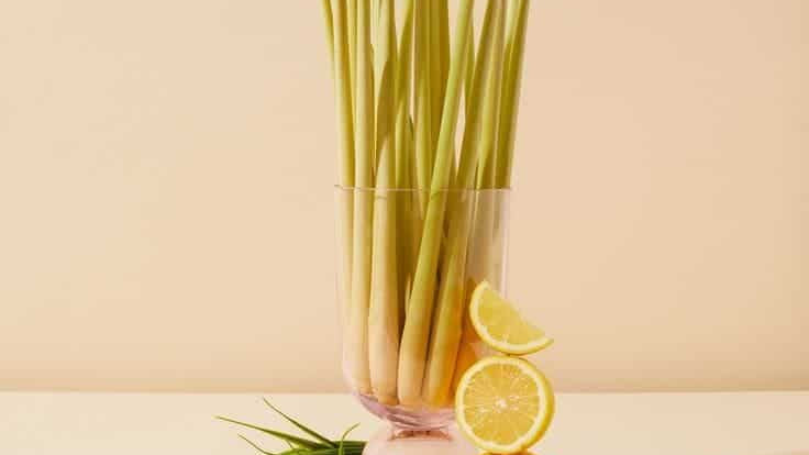 bougie et recharge citronnelle
